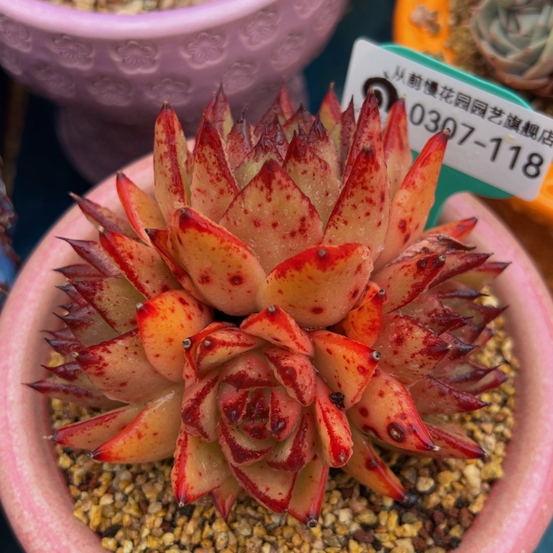 从前慢多肉精选编号0307.118