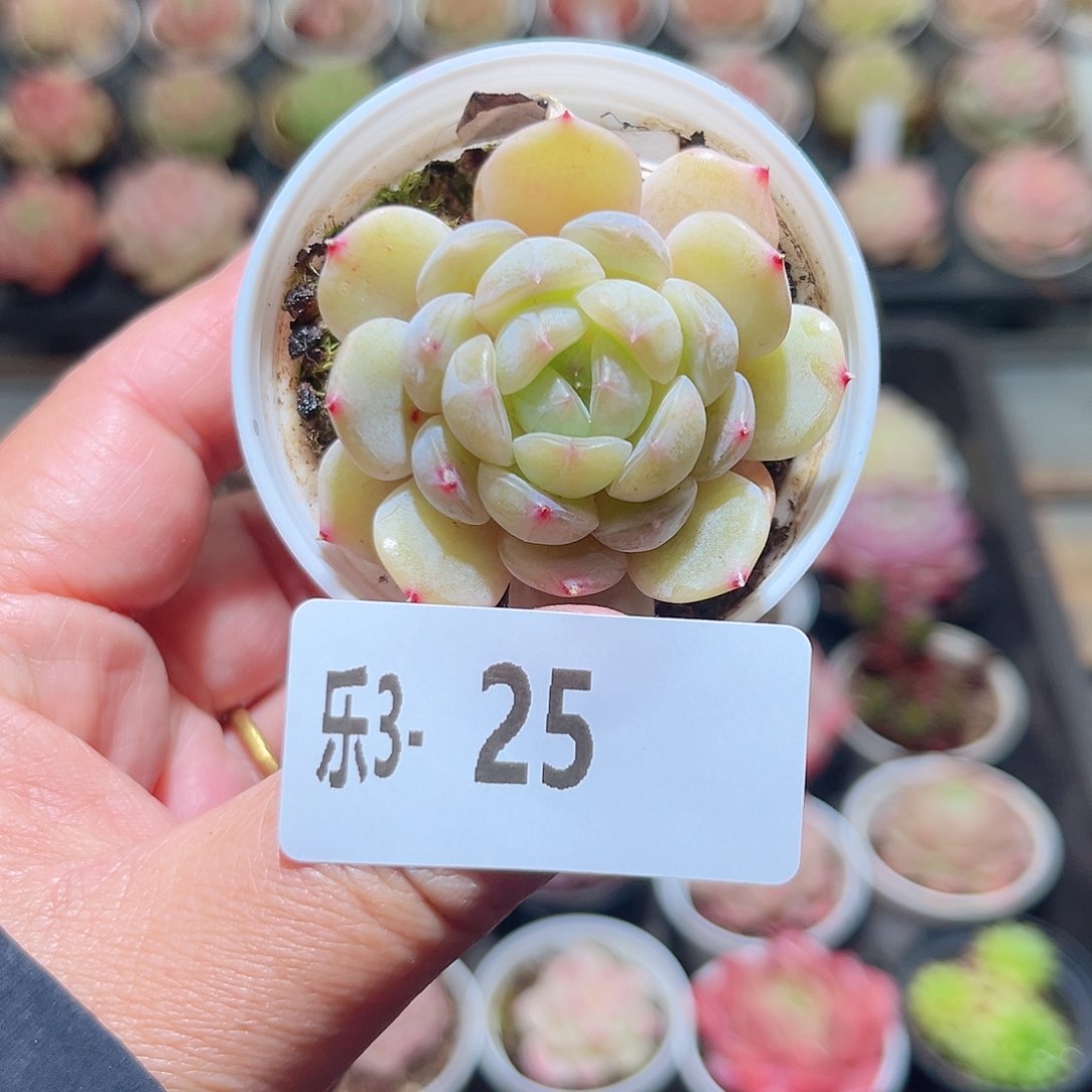 乐3-25 白色恋人