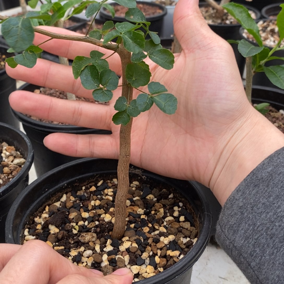 波叶没药带盆发货