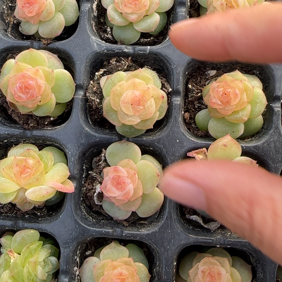 好谪仙穴一个满25包邮