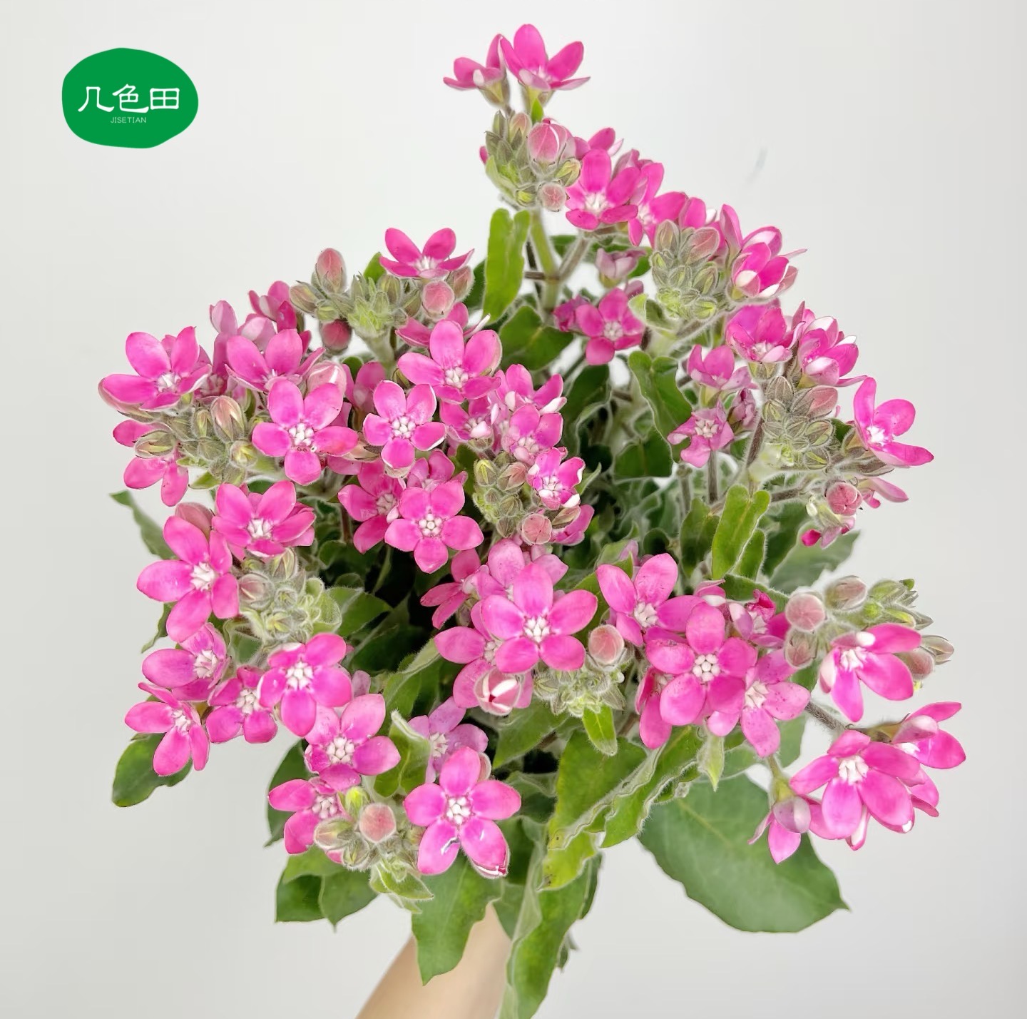 粉星花（拍一发二）---鲜切花