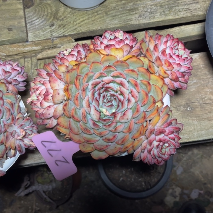 荷花多肉植物277