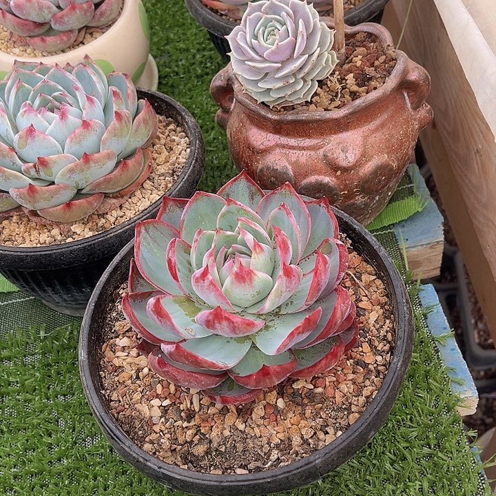 惊鸿仙子，冠服14