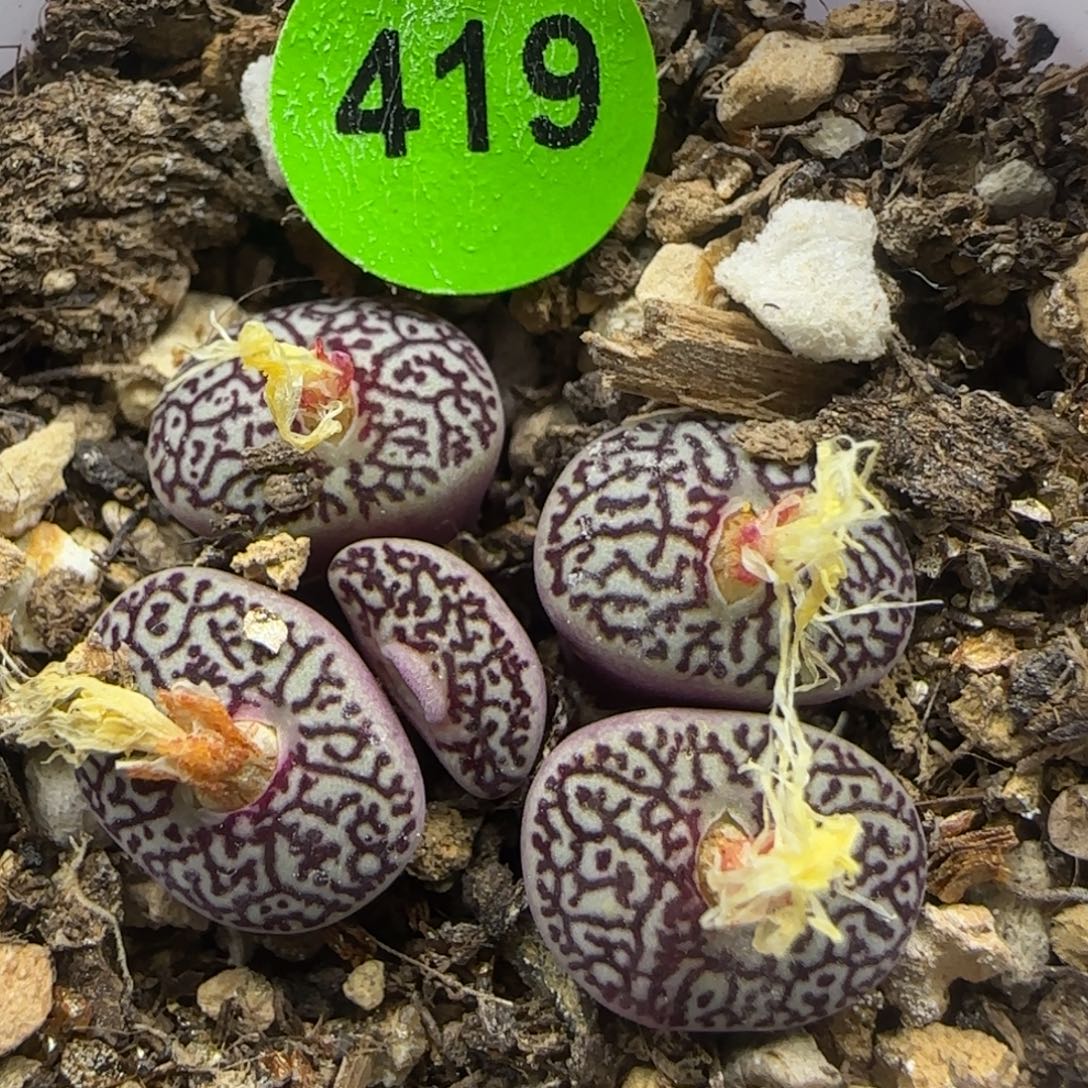 唐草墨群多肉植物419