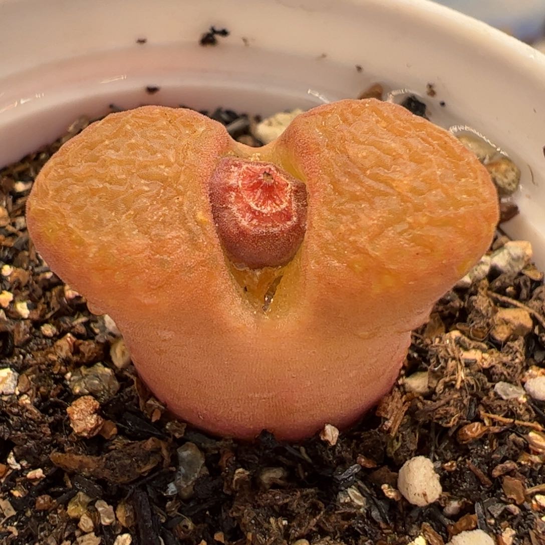 852多肉植物百科