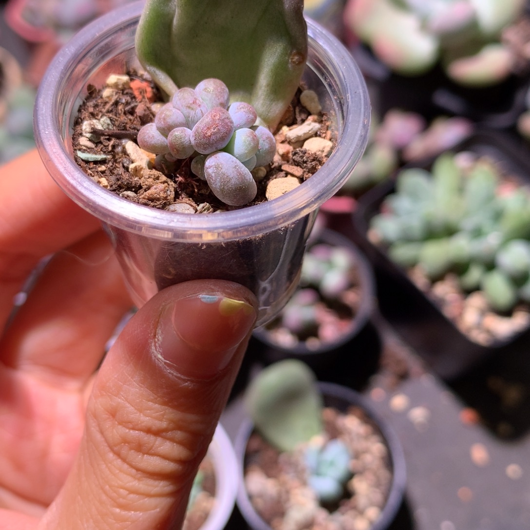 油煎奶酪多肉三头的