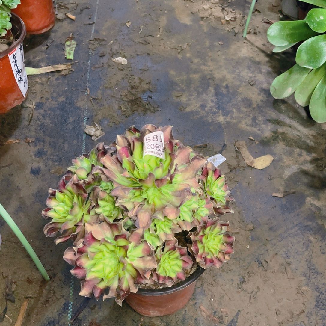 581韶华多肉法师