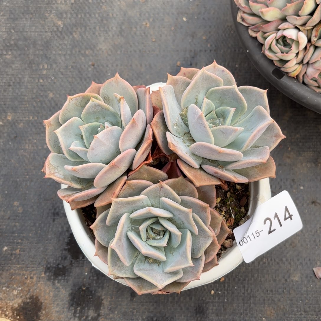 同温层多肉露西娜214