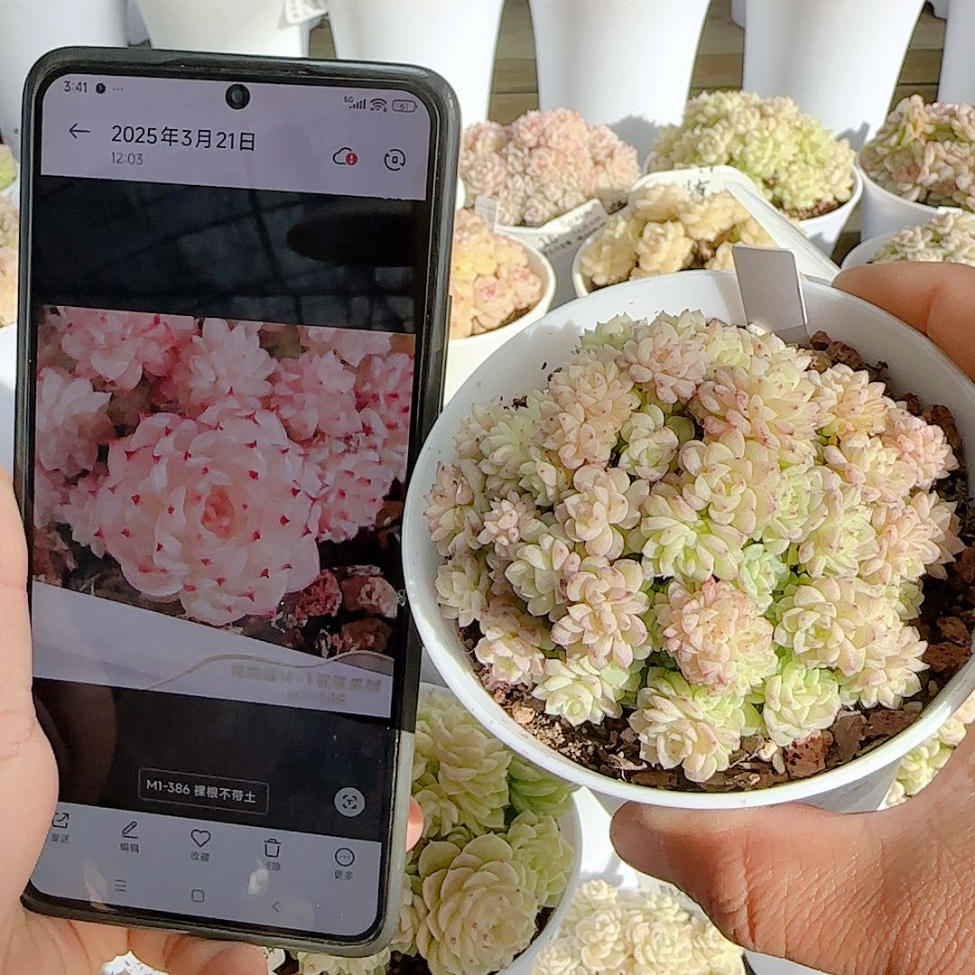 1206-115（m1-386）优选多肉