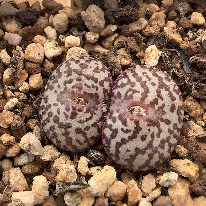 w235。     泡泡安贞。   