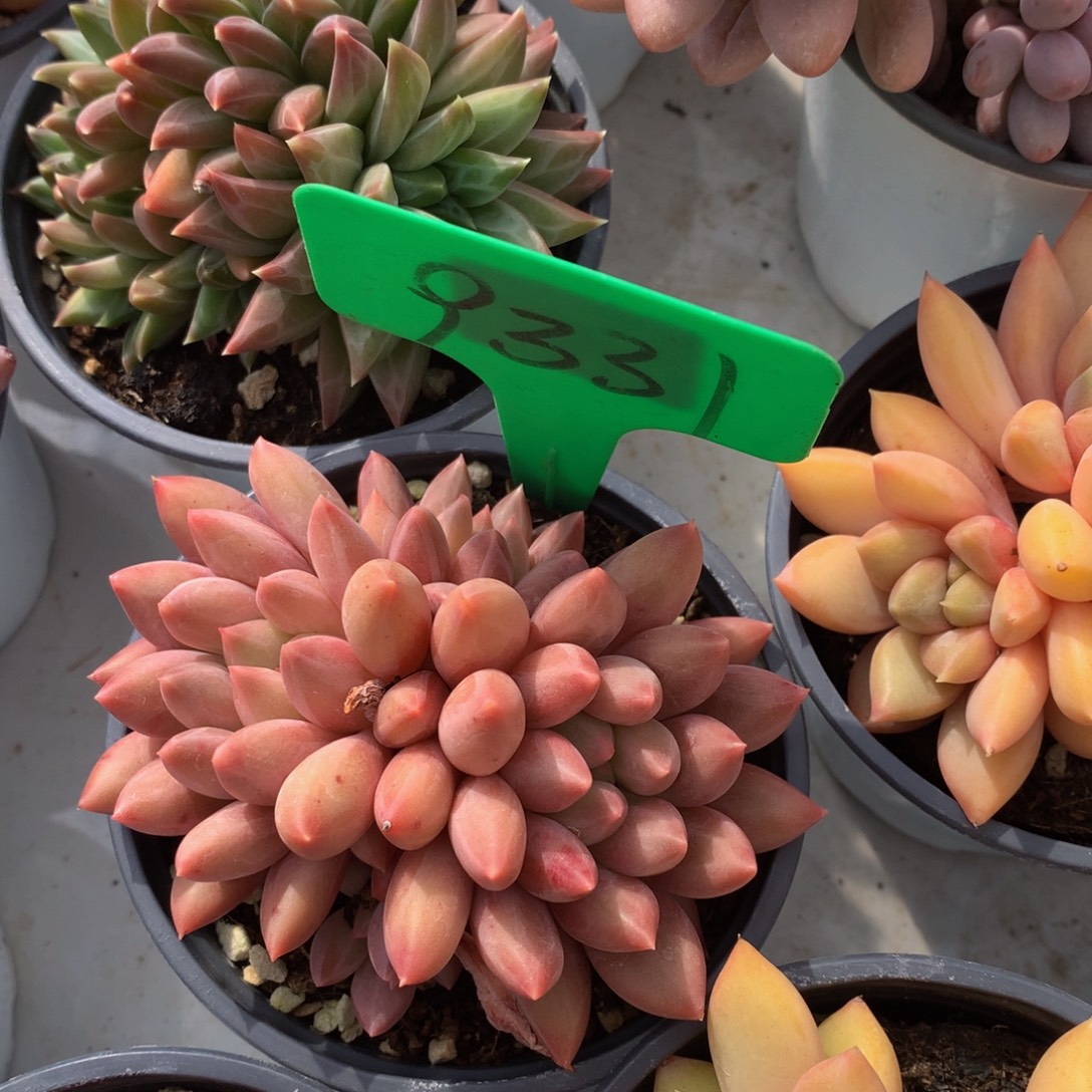 水晶球6273727373737