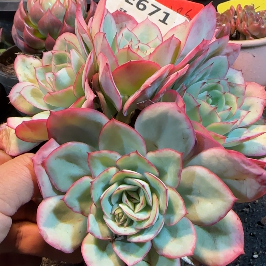 牡丹亭一物一拍包装收缩花旱