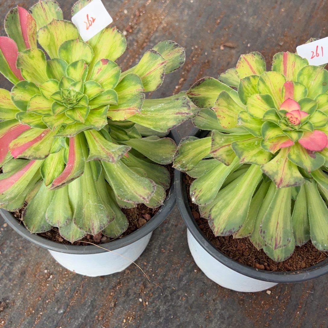 261 262知否多肉多肉