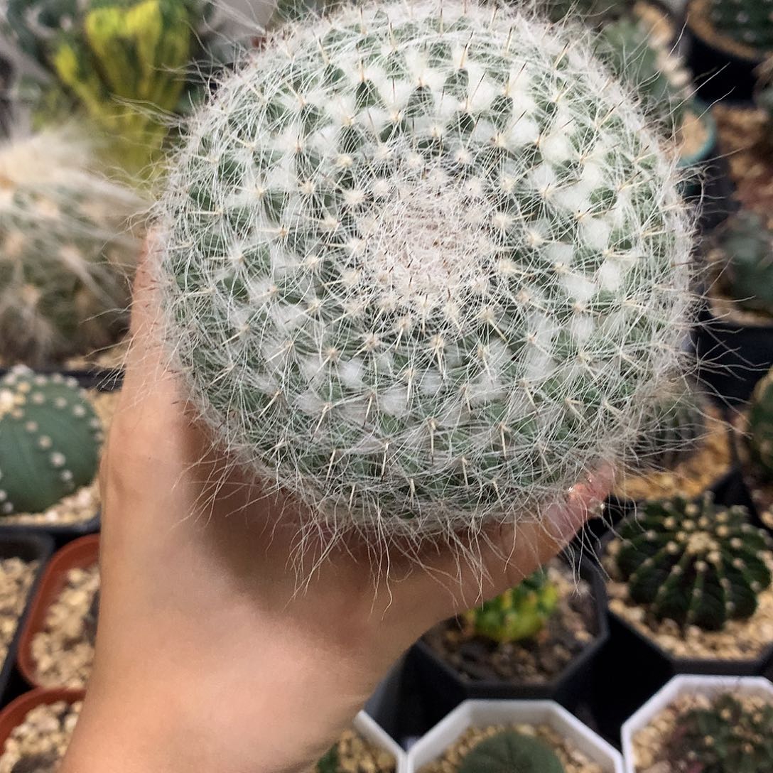 当前无花栽培后可以开花实生根玉翁