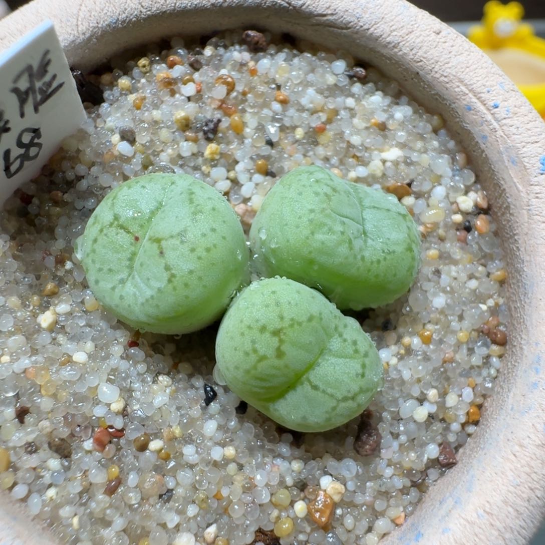 红陶蘑菇649猴脸