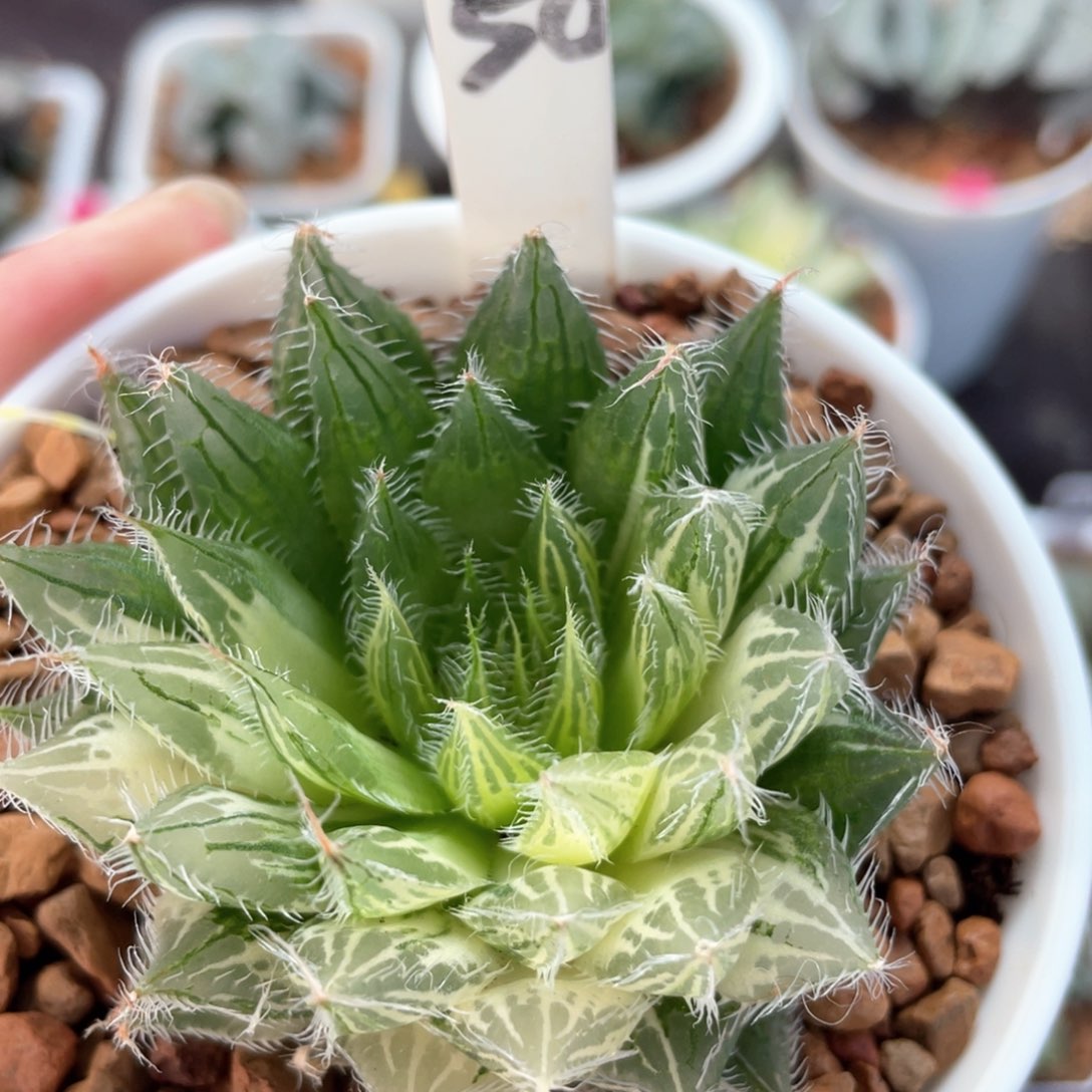 50原始玉露锦。           