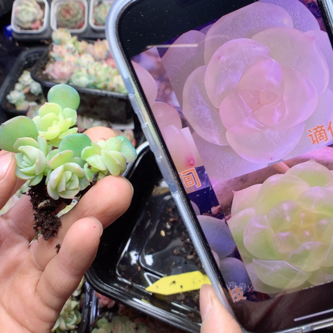 无花朵谪仙4颗。量拍yyyy