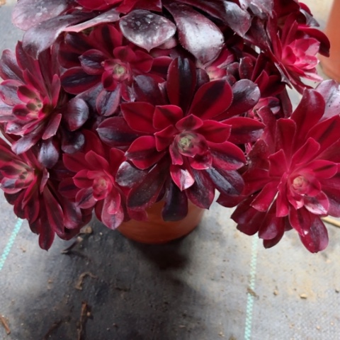 新*多肉植物美杜莎锦，