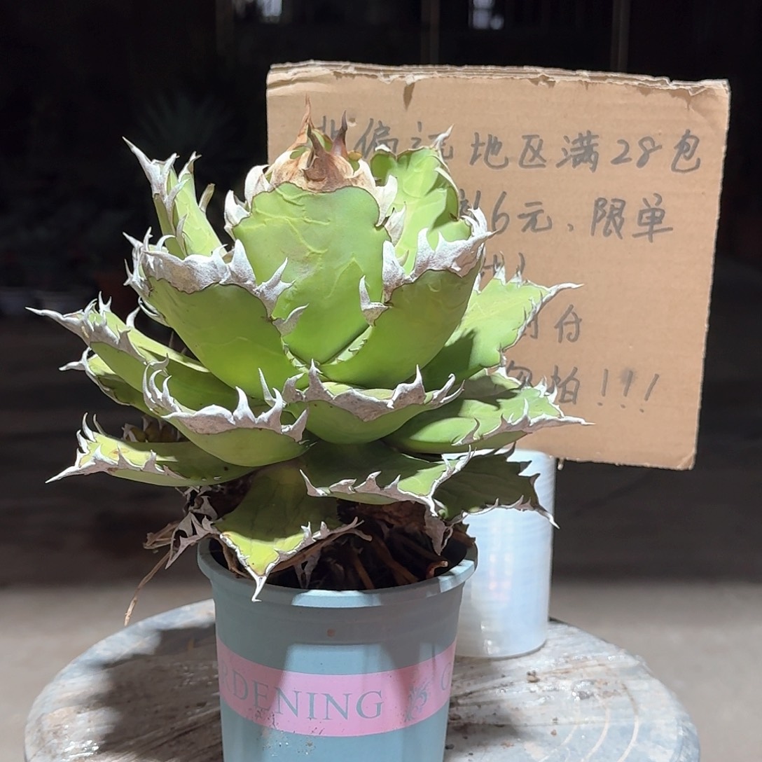 完全开放红猫仁王冠龙舌兰