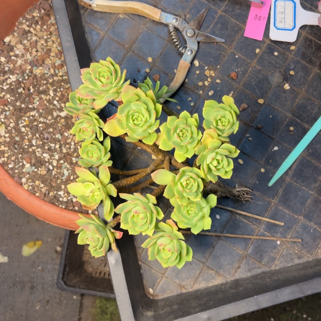 小雨多肉椰子绿墙微