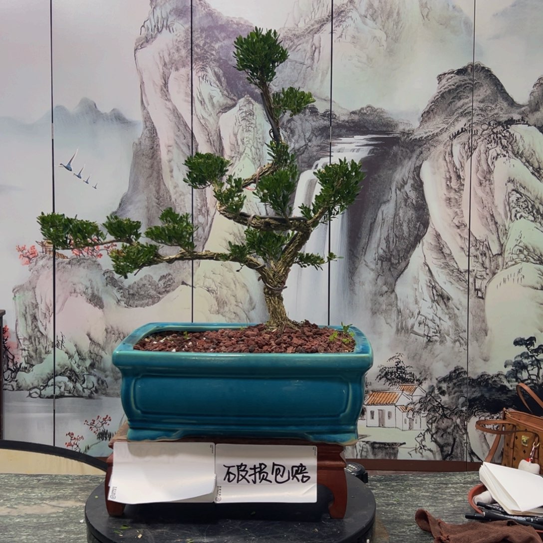 无花朵广东皱皮雀舌黄杨