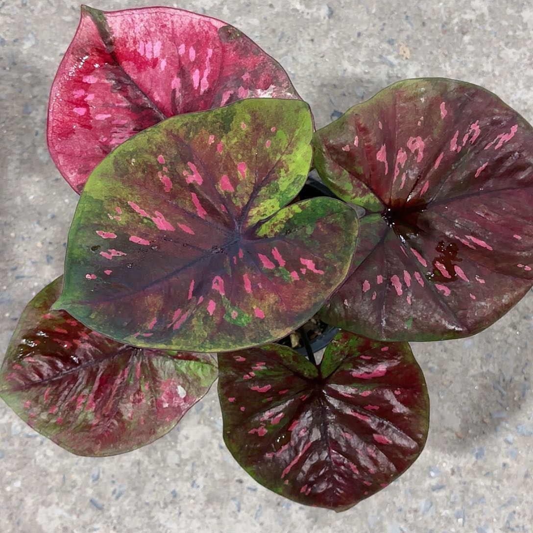 582-0117彩叶芋泰国发货