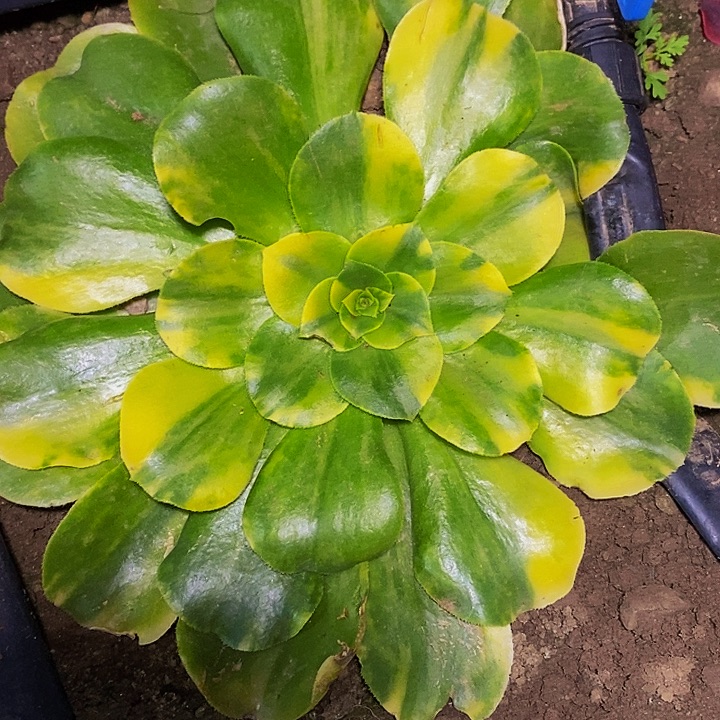 多肉植物保护研究所
