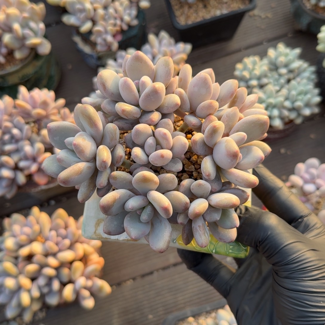 三明治美人11111111111111111