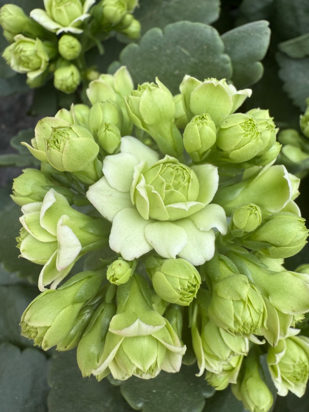 绿巴黎 长寿花 110盆 -【花财花卉】