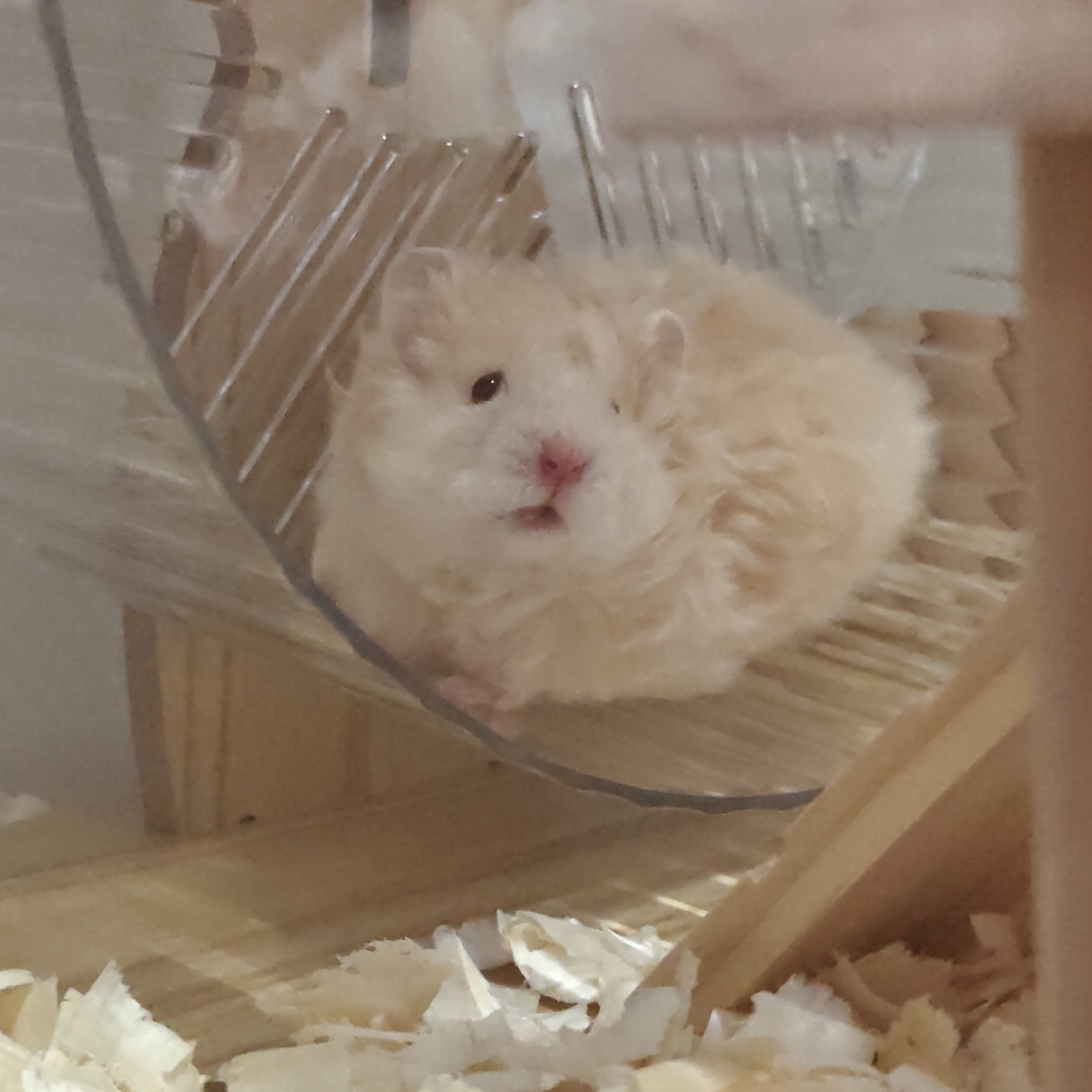 补邮金丝熊专用链接