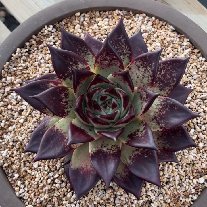 超级黄皮加黄原始种1