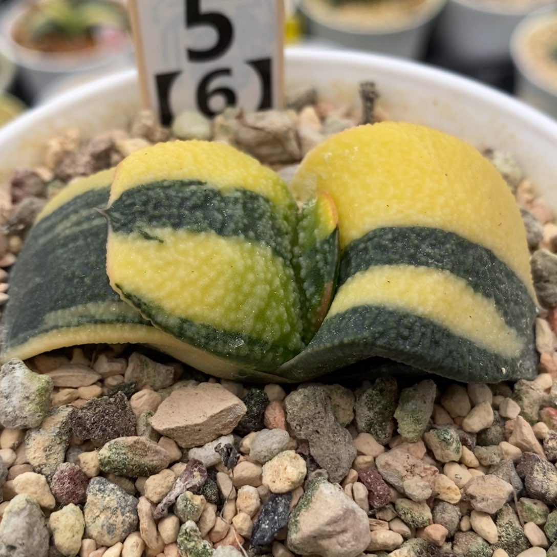 5珍珠卧牛锦一物一拍