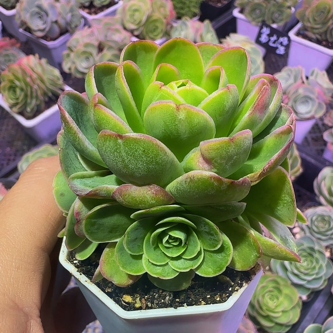 妃子笑 圣诞福利非偏远包邮