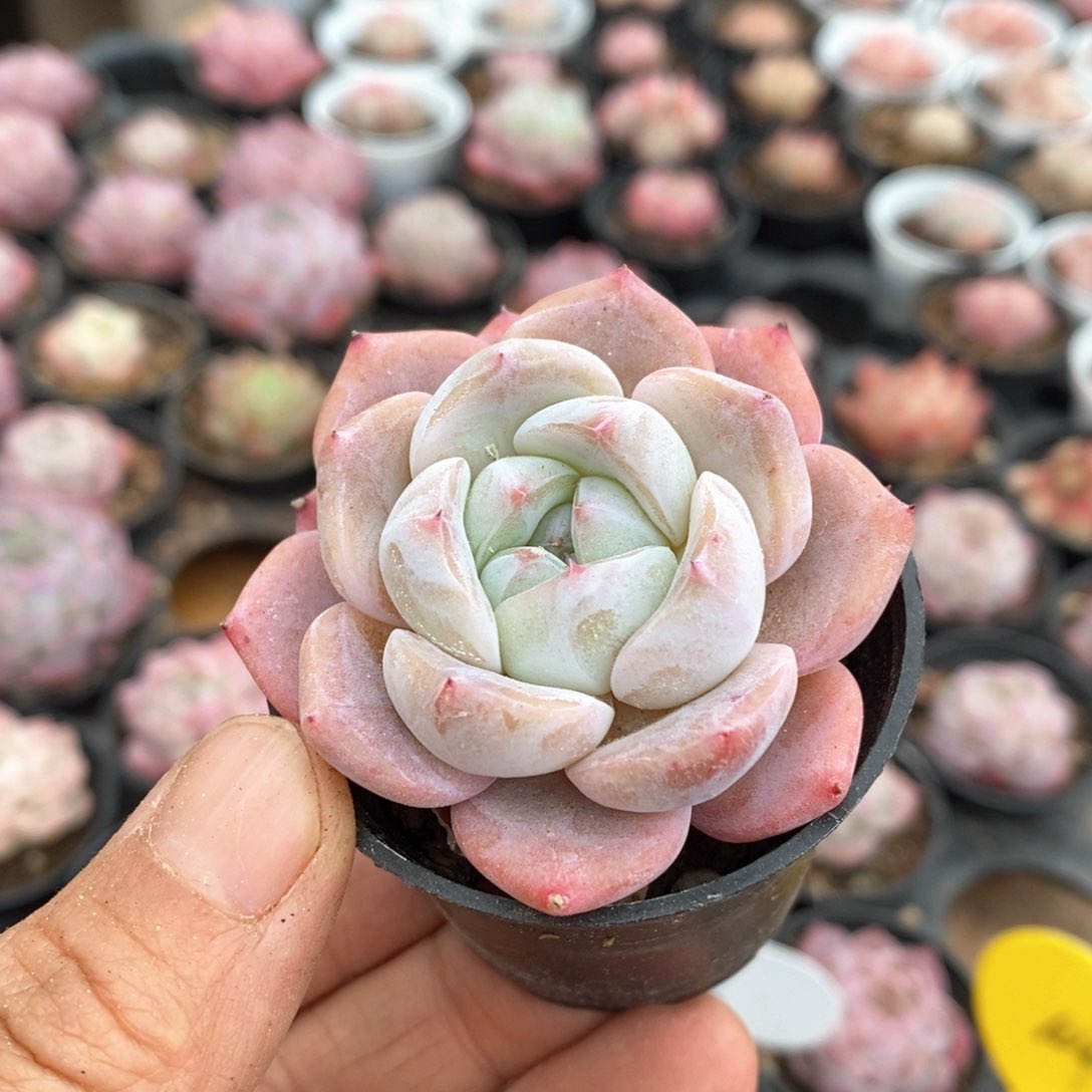 精品多肉一物一拍不包整132