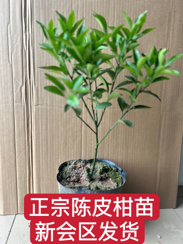 新会陈皮柑果苗、新会区发货【大果陈皮】茶枝柑苗【高产】大红柑果苗