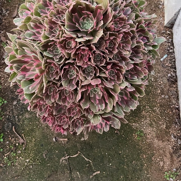 多肉植物青丝…………