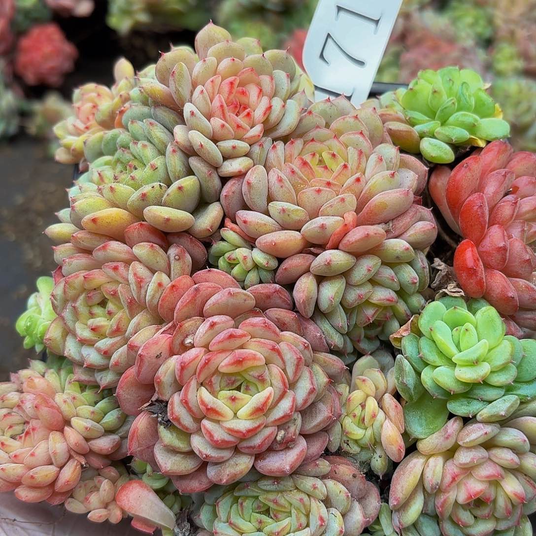 多肉植物多肉植物171