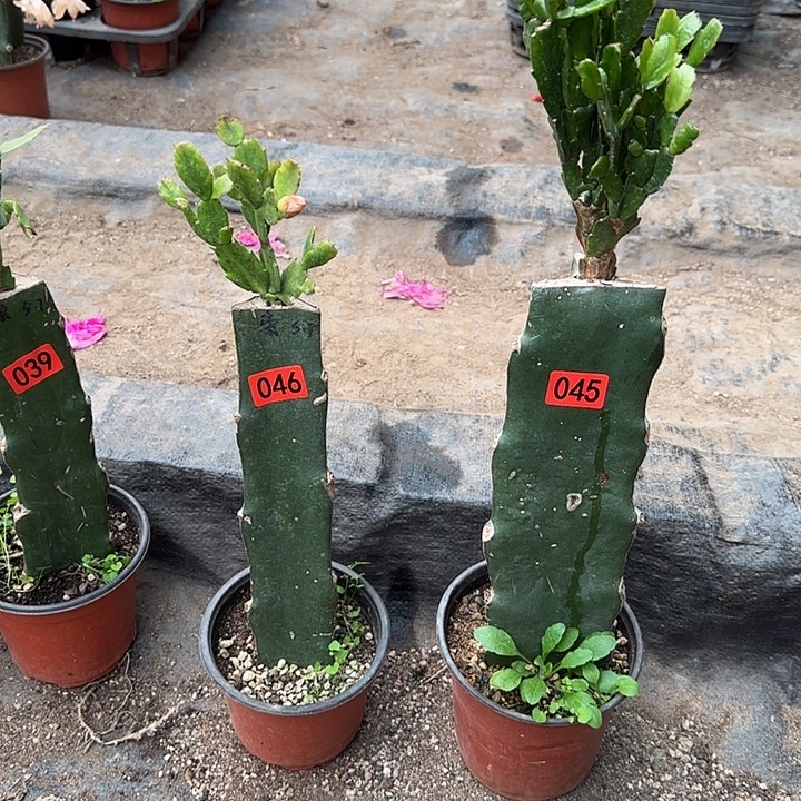 046+045嫁接蟹爪兰：索菲亚+索指