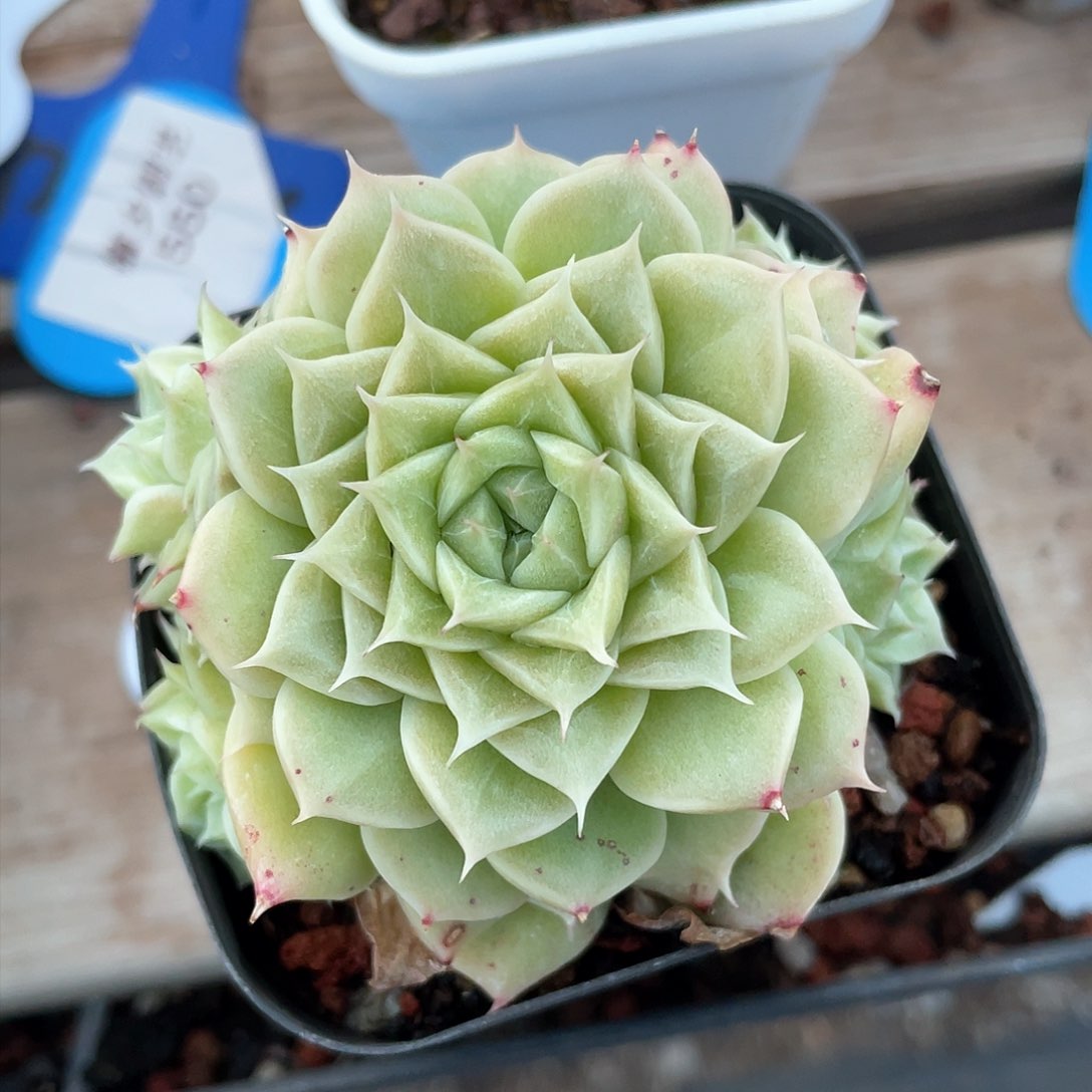 优选麦秆精品294