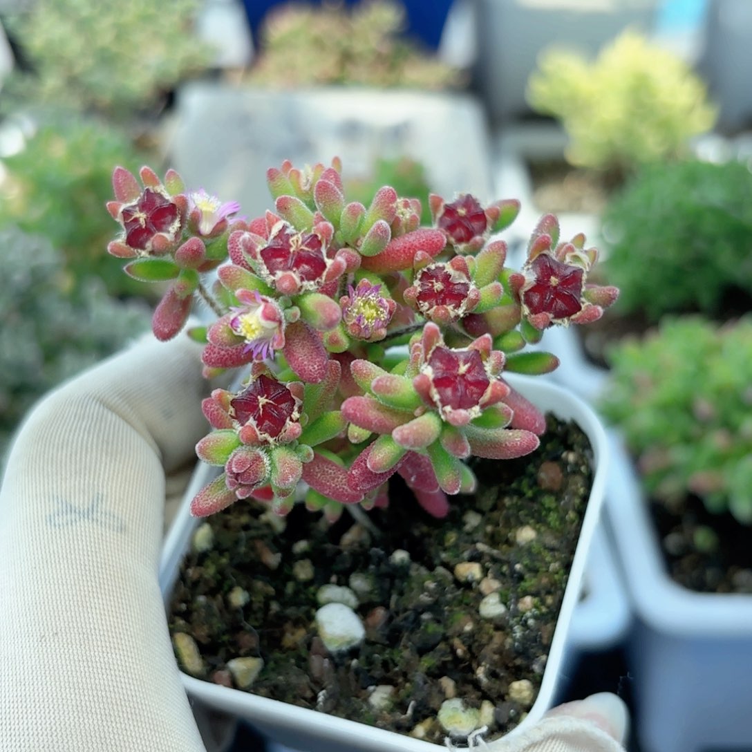 红宝石带种荚921。   