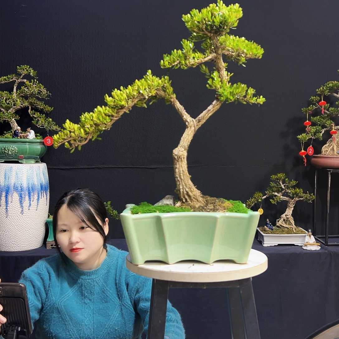 绿植广东皱皮黄杨木