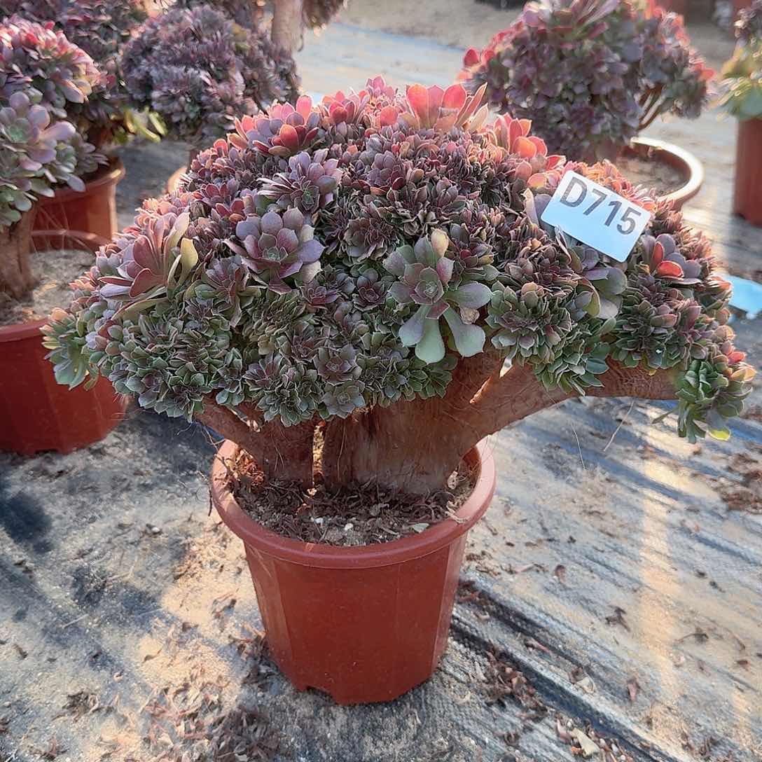 715玫瑰朵朵一颗呀呀