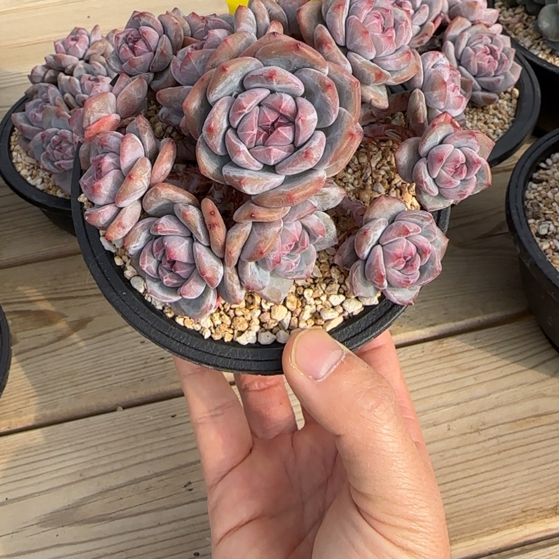 M***4Micky突尼斯发货多肉