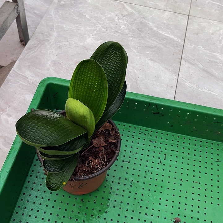 完全开放油麻短叶