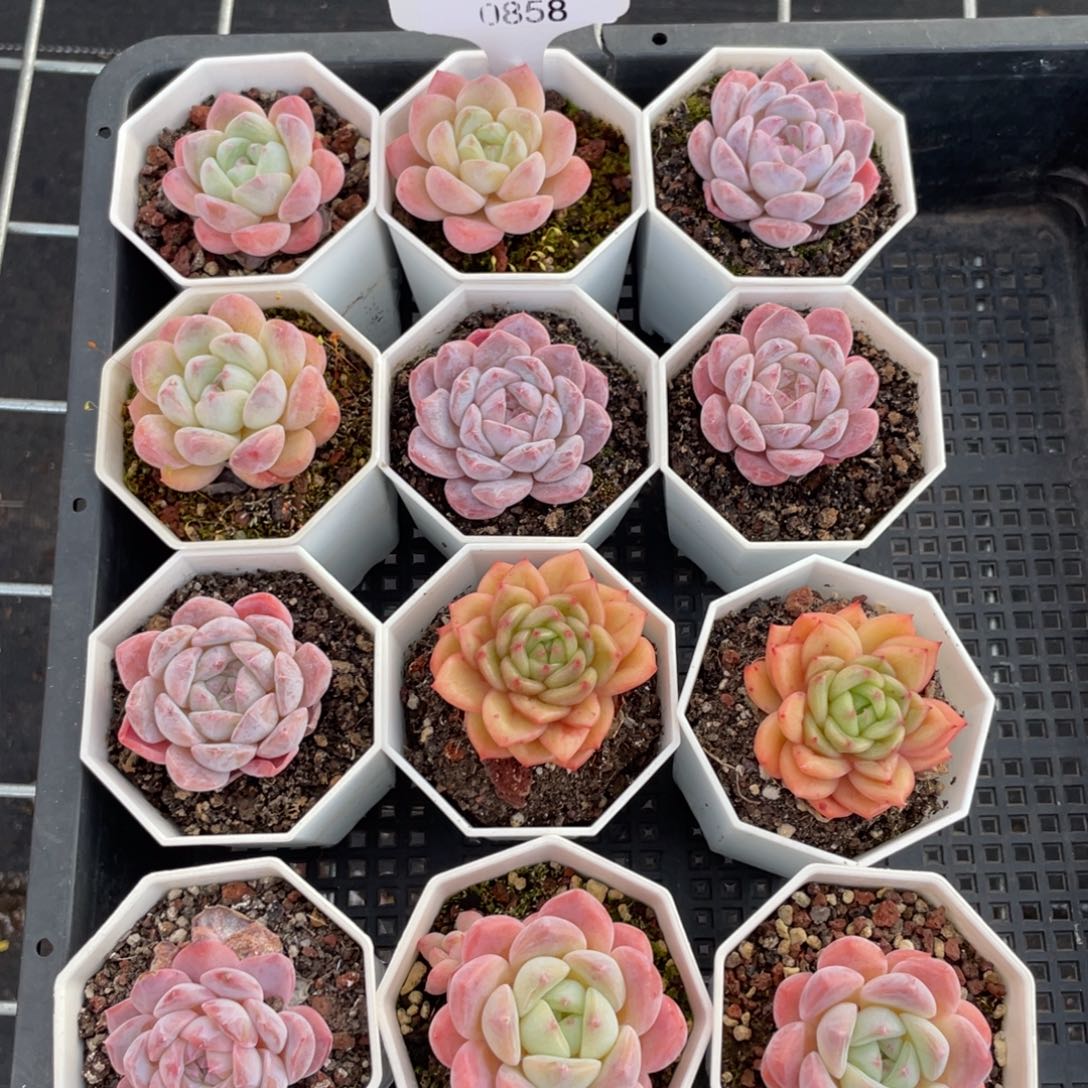 不包整散 盆子不售后0858