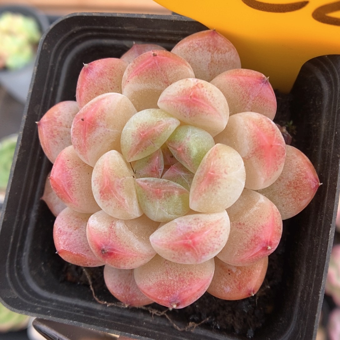 糖心珍妮222号。       