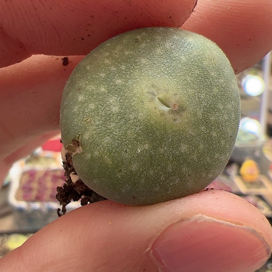 【闪购商品】360 毛饼