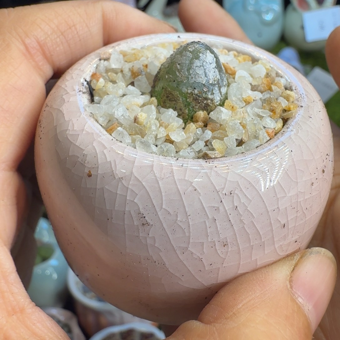 多肉植物福利冲577