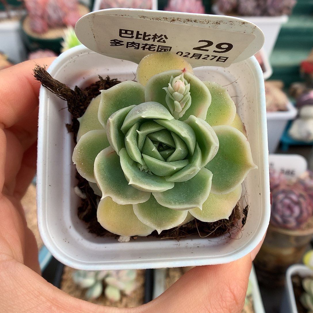 29单头虾饺多肉植物