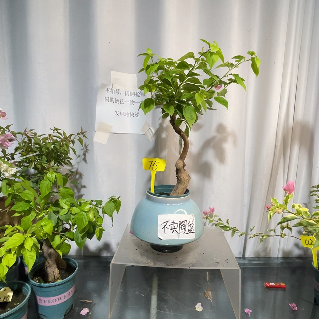 当前无花栽培后可以开花75章红樱桩，粗4公分